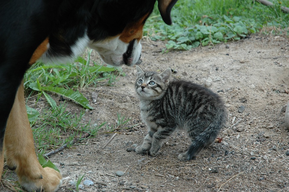 5 неща, които плашат котките до смърт